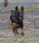 画像2: 米軍実物 MILITARY DOG K-9 ボディーアーマー (2)