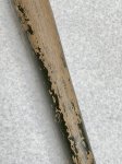 画像13: 米軍実物 ERA M1965 AMES ENTRENCHING TOOL   フォールディング ショベル/ツルハシ (13)